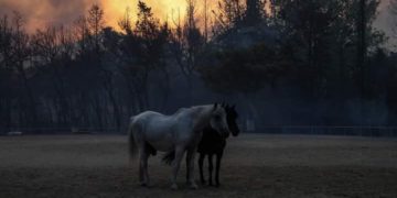 H γη καίγεται, οι ζωές καταστρέφονται, το μέλλον φαίνεται αβίωτο. Μαζί με την οργή και τη θλίψη, χρειάζεται αγώνας, άμεση δράση και στρατηγικό σχέδιο.