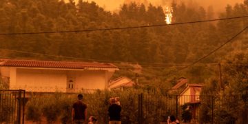 Τί γυρεύουν οι ανάδοχοι στα δάση;