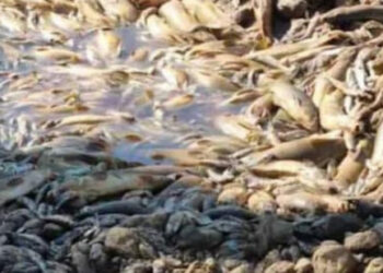 Περιβαλλοντική καταστροφή στον ποταμό Λούρο!