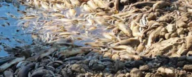 Περιβαλλοντική καταστροφή στον ποταμό Λούρο!