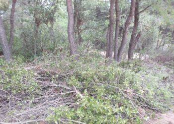 Κάτω τα χέρια από το Δάσος Συγγρού