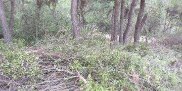 Κάτω τα χέρια από το Δάσος Συγγρού